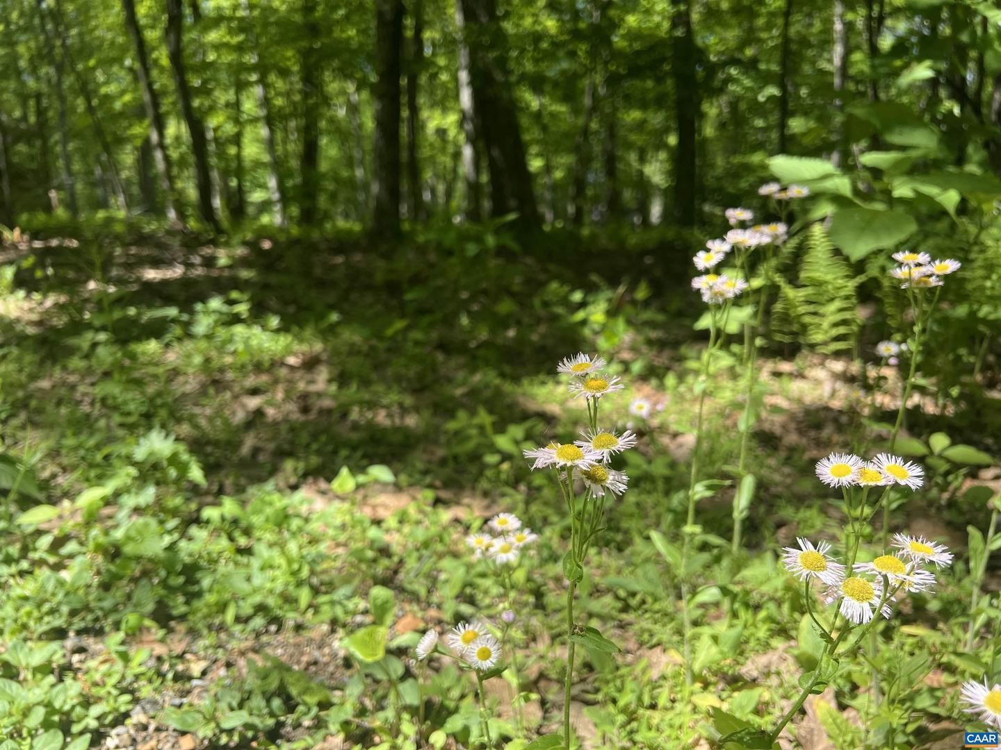 17 KESTREL PT, WINTERGREEN RESORT, Virginia 22967, ,Land,For sale,17 KESTREL PT,664714 MLS # 664714