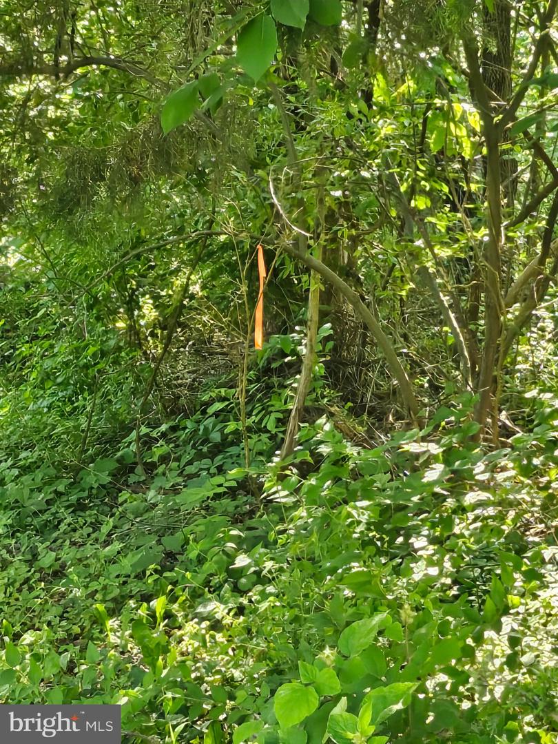 DEER RAPIDS ROAD, STRASBURG, Virginia 22657, ,Land,For sale,DEER RAPIDS ROAD,VASH2011462 MLS # VASH2011462
