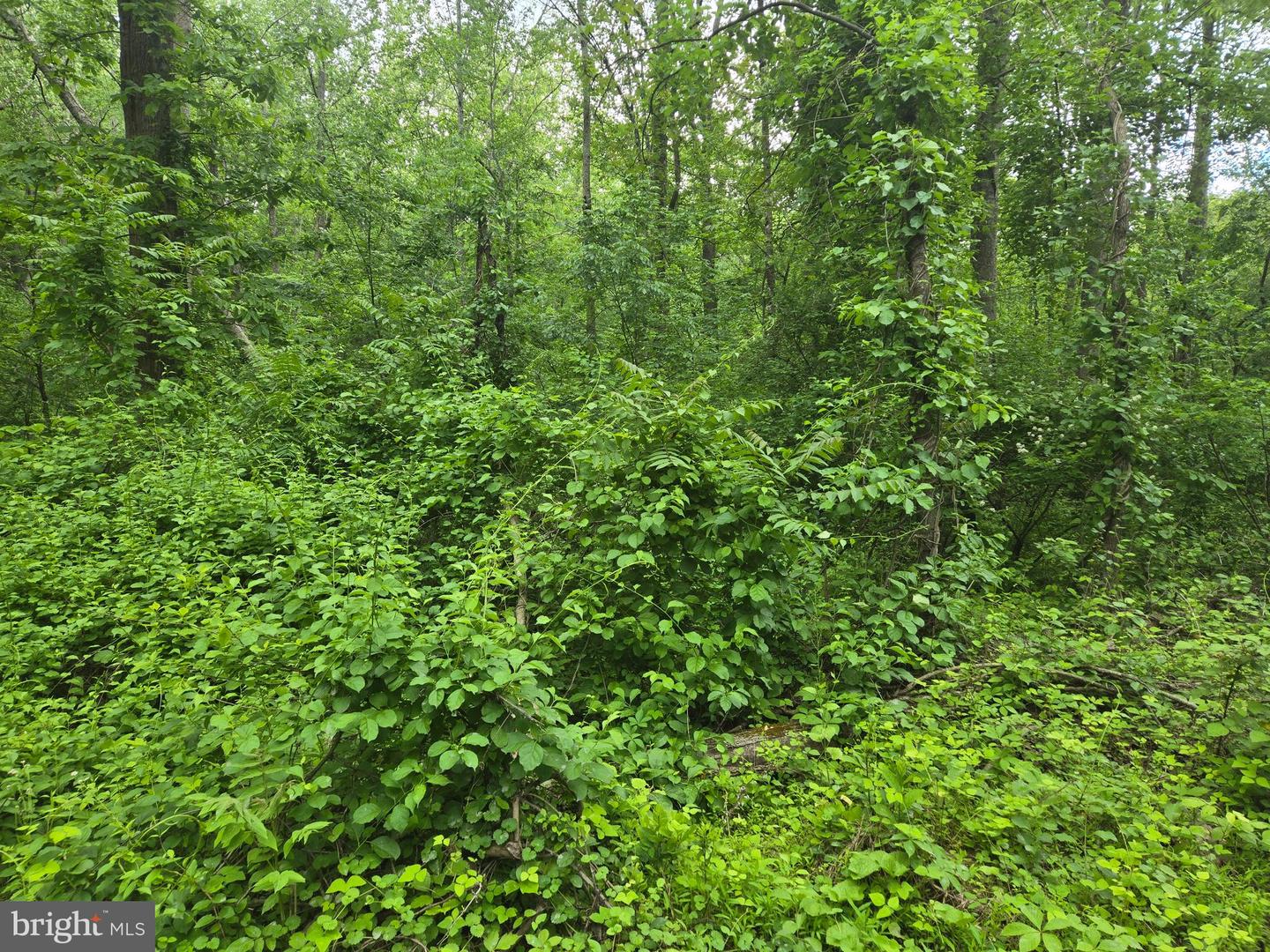 4127 HARDSCRABBLE, LINDEN, Virginia 22642, ,Land,For sale,4127 HARDSCRABBLE,VAFQ2016692 MLS # VAFQ2016692