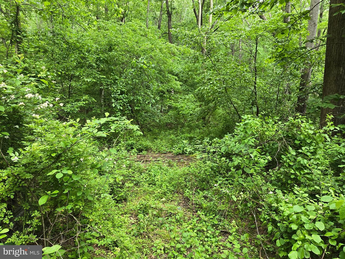 4127 HARDSCRABBLE, LINDEN, Virginia 22642, ,Land,For sale,4127 HARDSCRABBLE,VAFQ2016692 MLS # VAFQ2016692