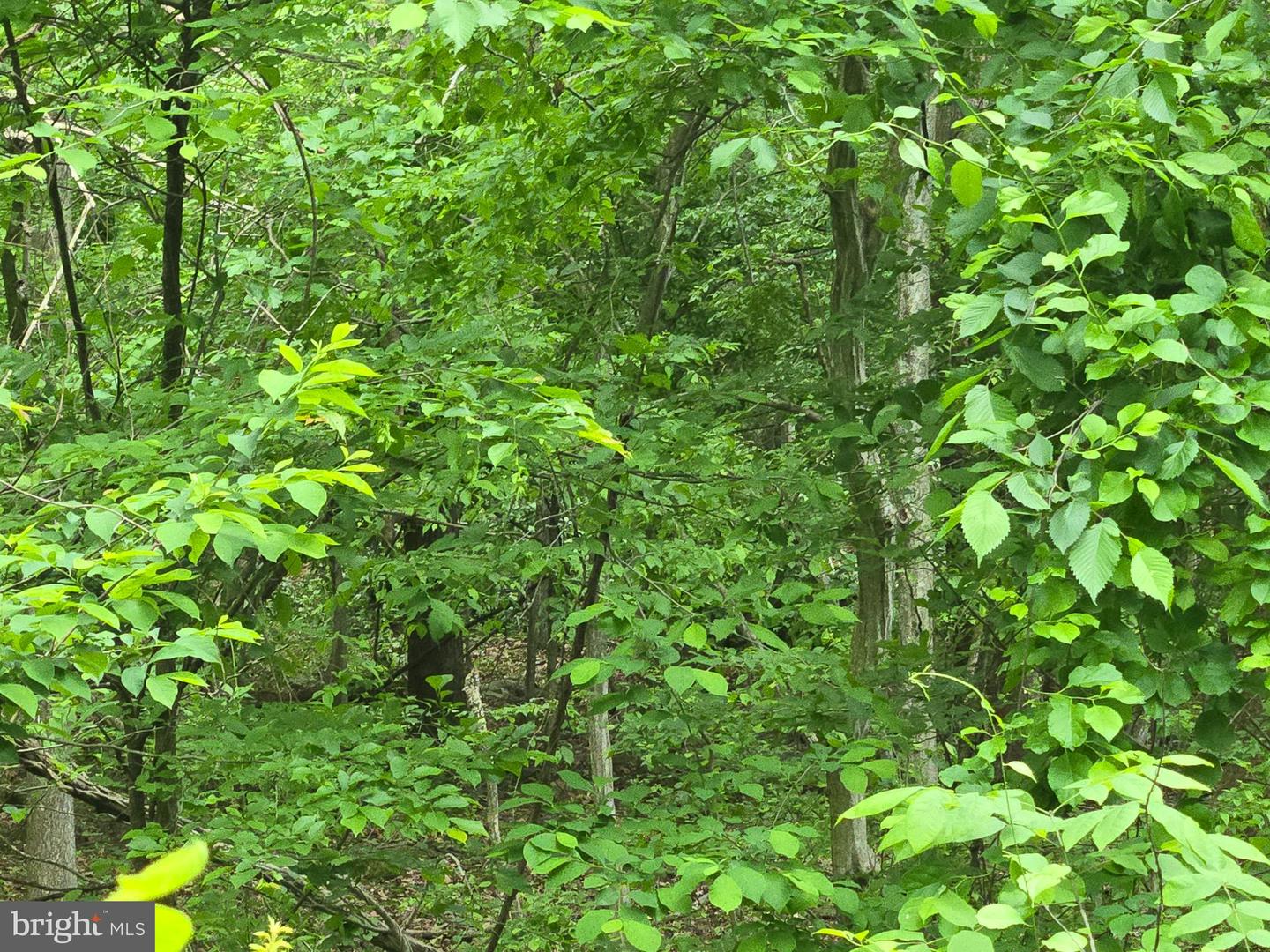 4127 HARDSCRABBLE, LINDEN, Virginia 22642, ,Land,For sale,4127 HARDSCRABBLE,VAFQ2016692 MLS # VAFQ2016692