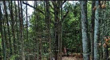 0 CURLEY LN, BUMPASS, Virginia 23024, ,Land,For sale,0 CURLEY LN,VALA2007900 MLS # VALA2007900