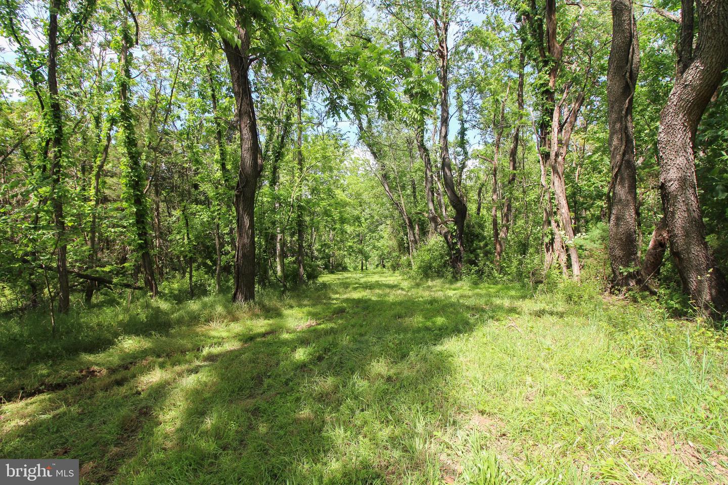 DODSON RD, MOUNT JACKSON, Virginia 22842, ,Land,For sale,DODSON RD,VASH2011518 MLS # VASH2011518