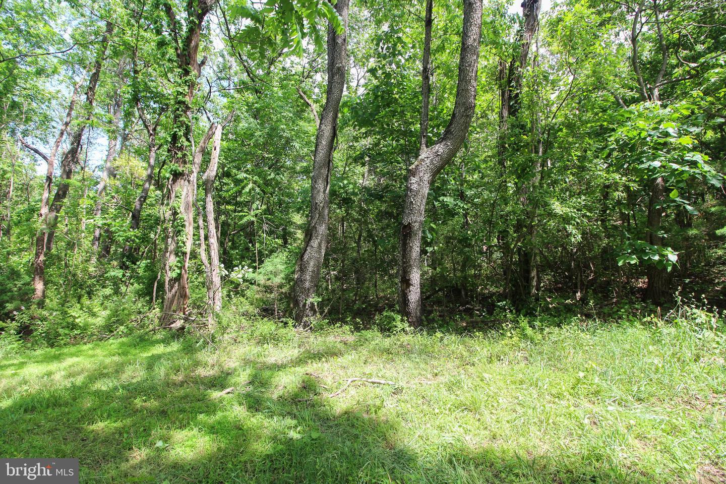 DODSON RD, MOUNT JACKSON, Virginia 22842, ,Land,For sale,DODSON RD,VASH2011518 MLS # VASH2011518