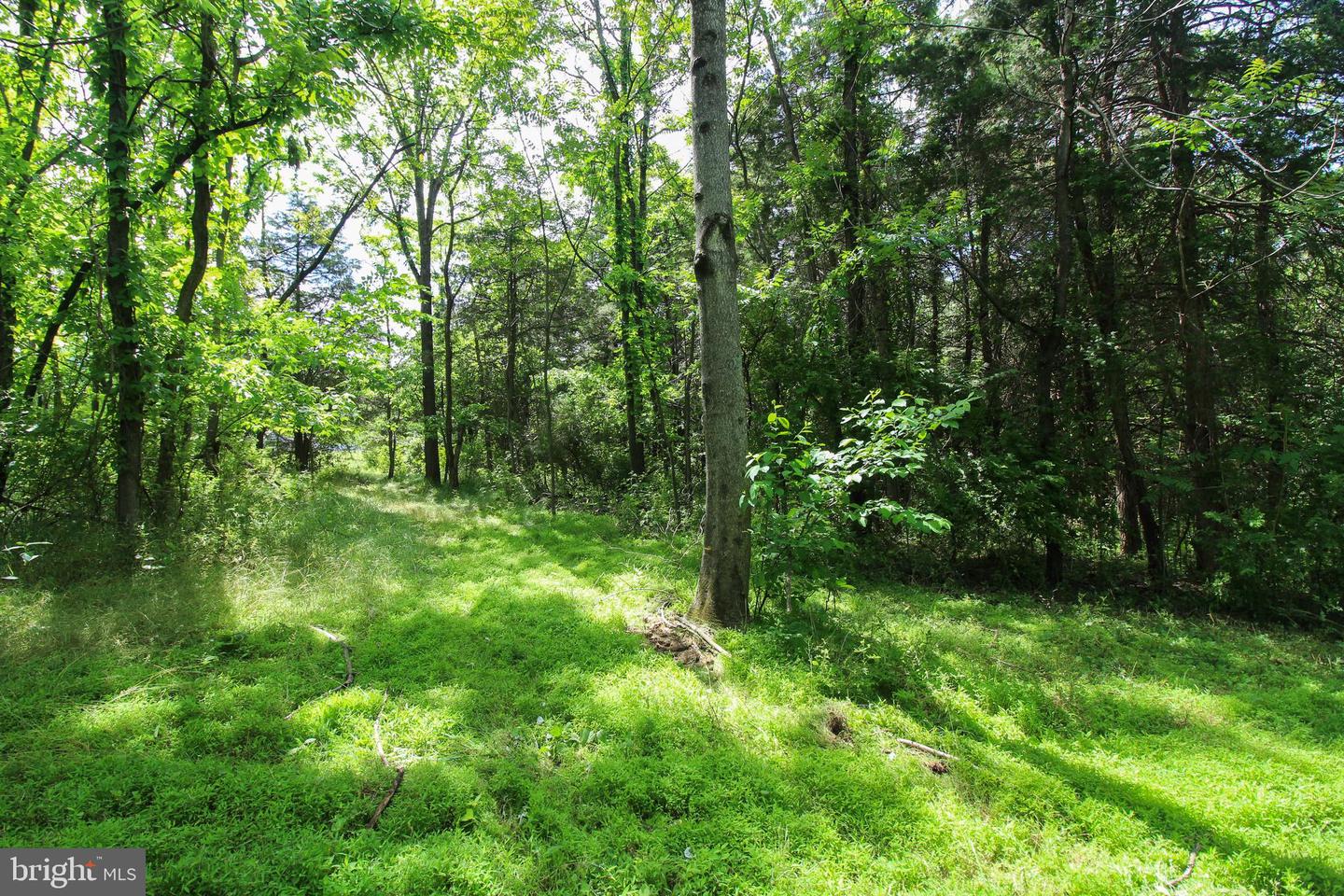 DODSON RD, MOUNT JACKSON, Virginia 22842, ,Land,For sale,DODSON RD,VASH2011518 MLS # VASH2011518