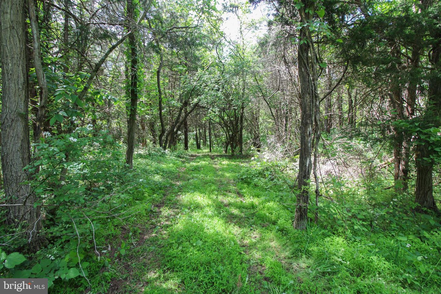 DODSON RD, MOUNT JACKSON, Virginia 22842, ,Land,For sale,DODSON RD,VASH2011518 MLS # VASH2011518