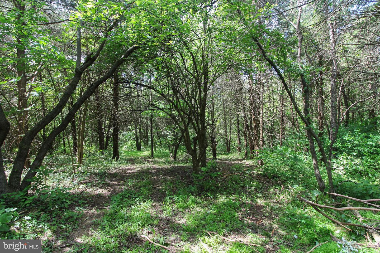 DODSON RD, MOUNT JACKSON, Virginia 22842, ,Land,For sale,DODSON RD,VASH2011518 MLS # VASH2011518
