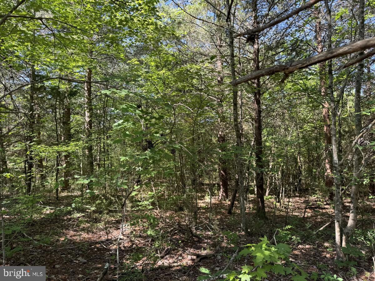 0 WHITE OAK FORK RD, VIRGILINA, Virginia 24598, ,Land,For sale,0 WHITE OAK FORK RD,VAHX2000102 MLS # VAHX2000102