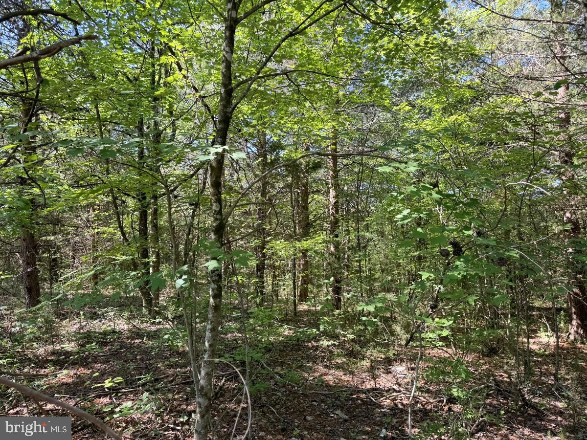 0 WHITE OAK FORK RD, VIRGILINA, Virginia 24598, ,Land,For sale,0 WHITE OAK FORK RD,VAHX2000102 MLS # VAHX2000102