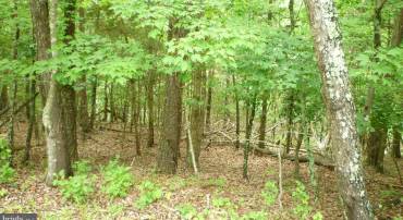 LOT 180 STUART DRIVE, BASYE, Virginia 22810, ,Land,For sale,LOT 180 STUART DRIVE,VASH2011542 MLS # VASH2011542