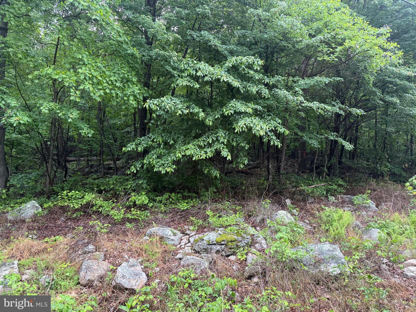 IROQUOIS TRL #LOT 75, WINCHESTER, Virginia 22602, ,Land,For sale,IROQUOIS TRL #LOT 75,VAFV2033844 MLS # VAFV2033844
