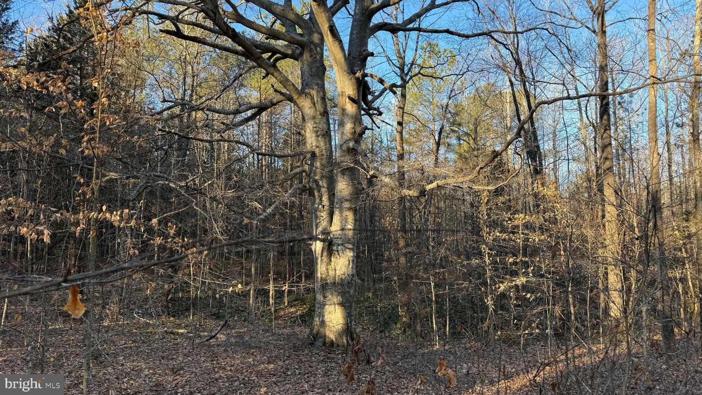 00 LAYELL RD, BEAVERDAM, Virginia 23015, ,Farm,For sale,00 LAYELL RD,VAHA2001000 MLS # VAHA2001000