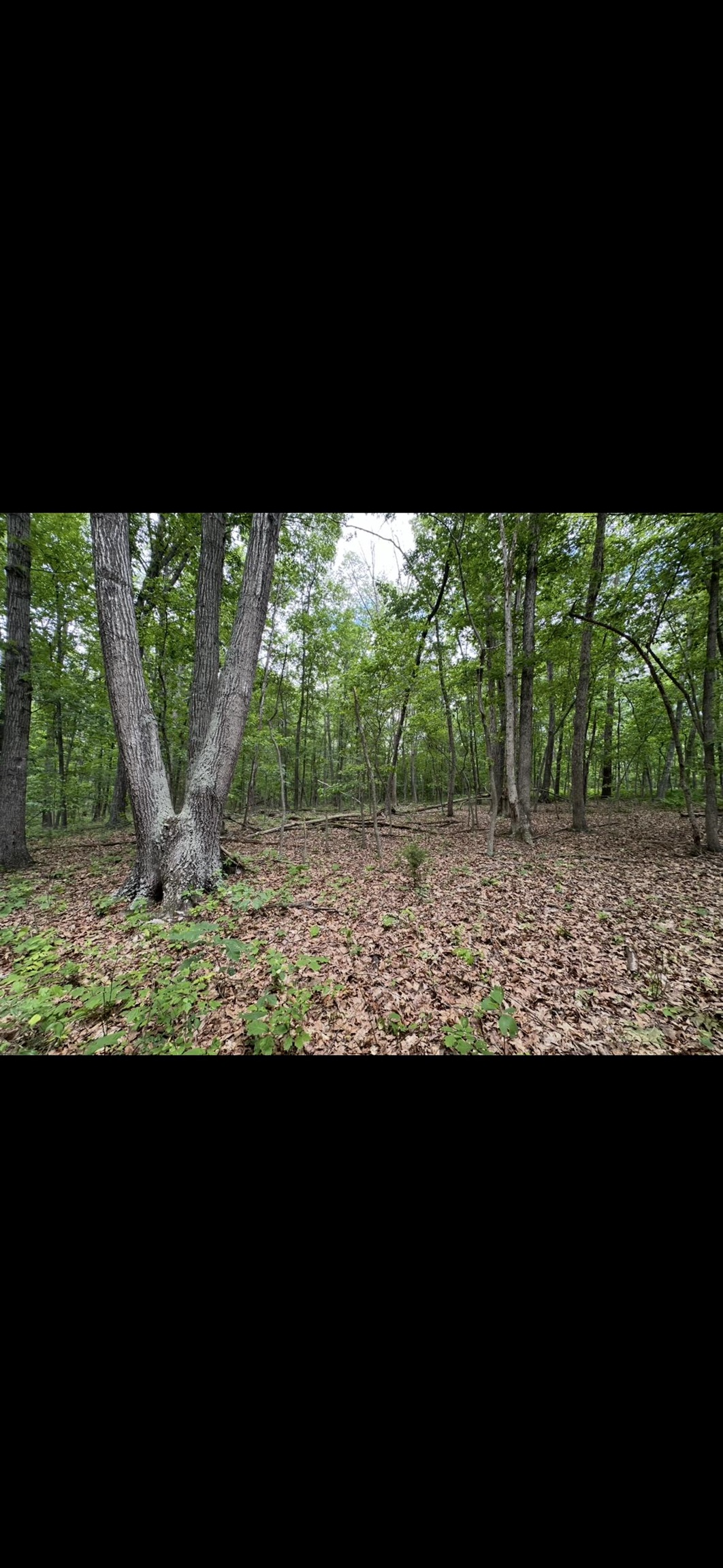 11.11 acres PAINE RUN RD, GROTTOES, Virginia 24441, ,Land,11.11 acres PAINE RUN RD,664930 MLS # 664930