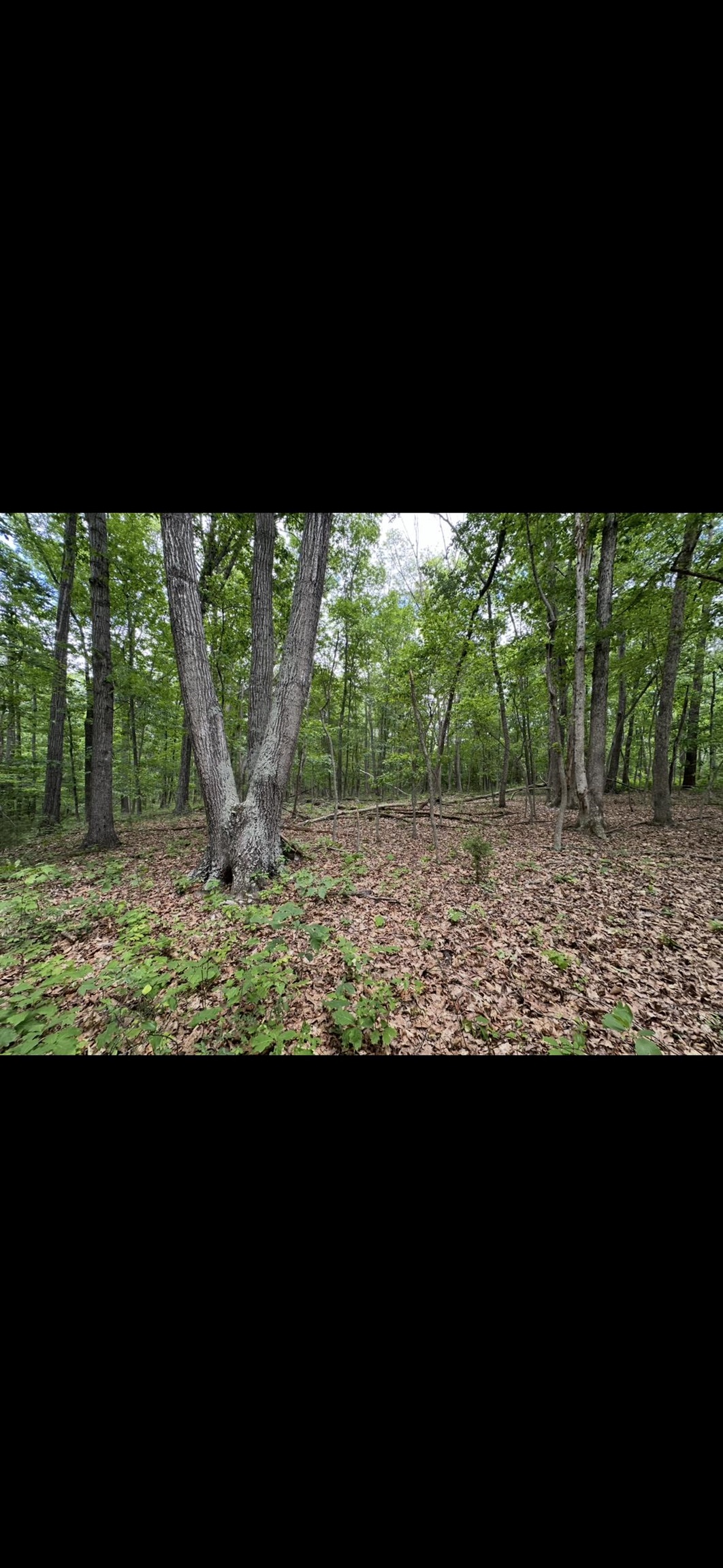 11.11 acres PAINE RUN RD, GROTTOES, Virginia 24441, ,Land,11.11 acres PAINE RUN RD,664930 MLS # 664930