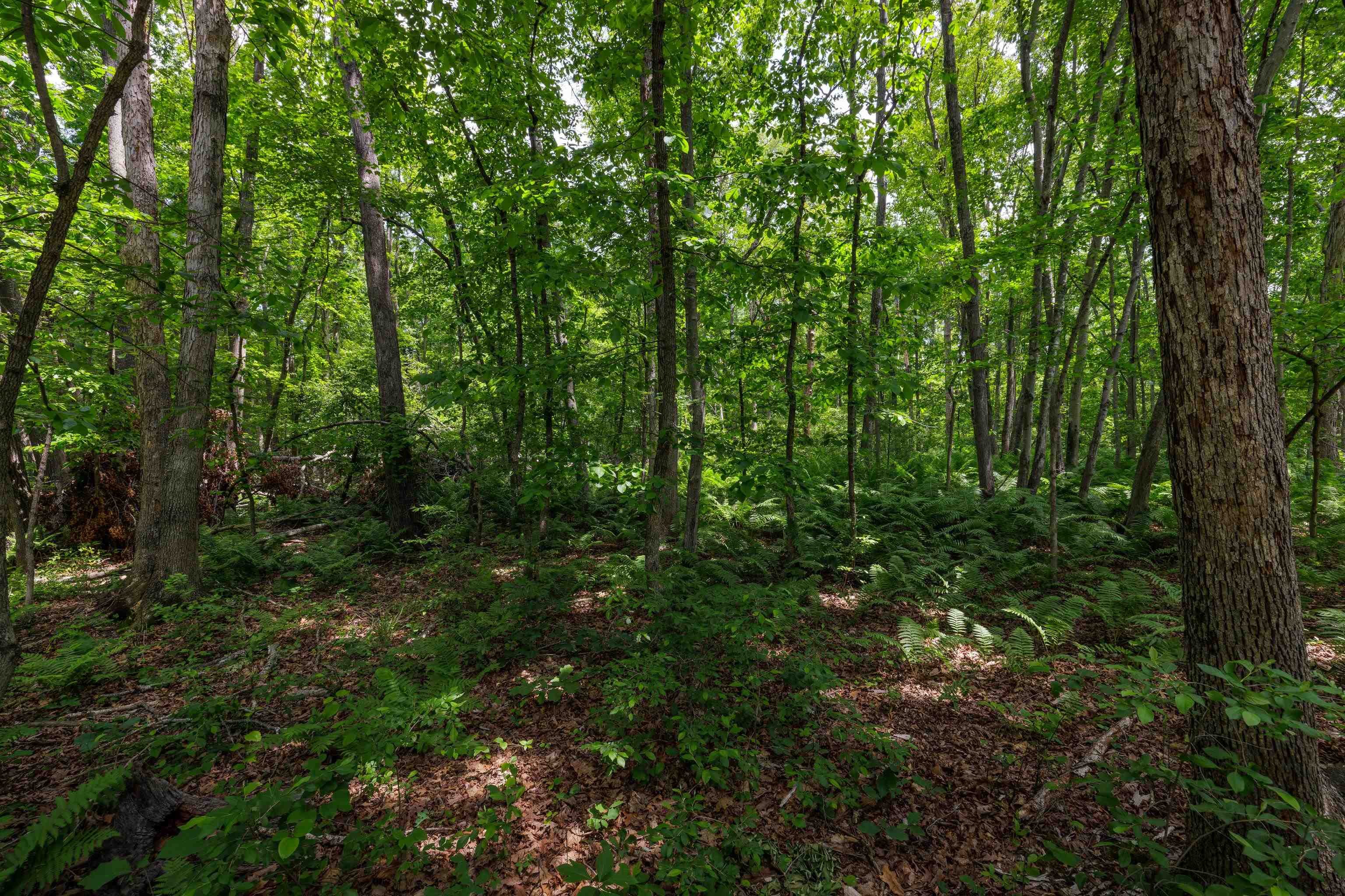 11.11 acres PAINE RUN RD, GROTTOES, Virginia 24441, ,Land,11.11 acres PAINE RUN RD,664930 MLS # 664930