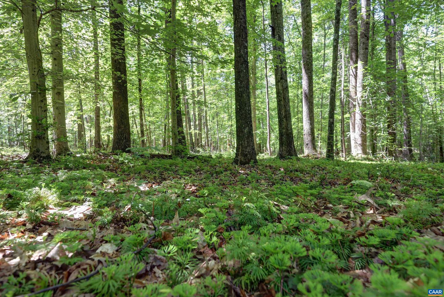 LOT E LINK EVANS LN #E, EARLYSVILLE, Virginia 22936, ,Land,For sale,LOT E LINK EVANS LN #E,664944 MLS # 664944