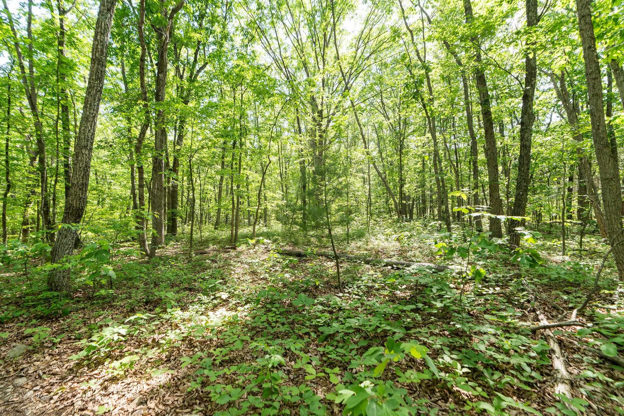 000 COLD SPRINGS RD, STUARTS DRAFT, Virginia 24477, ,Land,000 COLD SPRINGS RD,664972 MLS # 664972