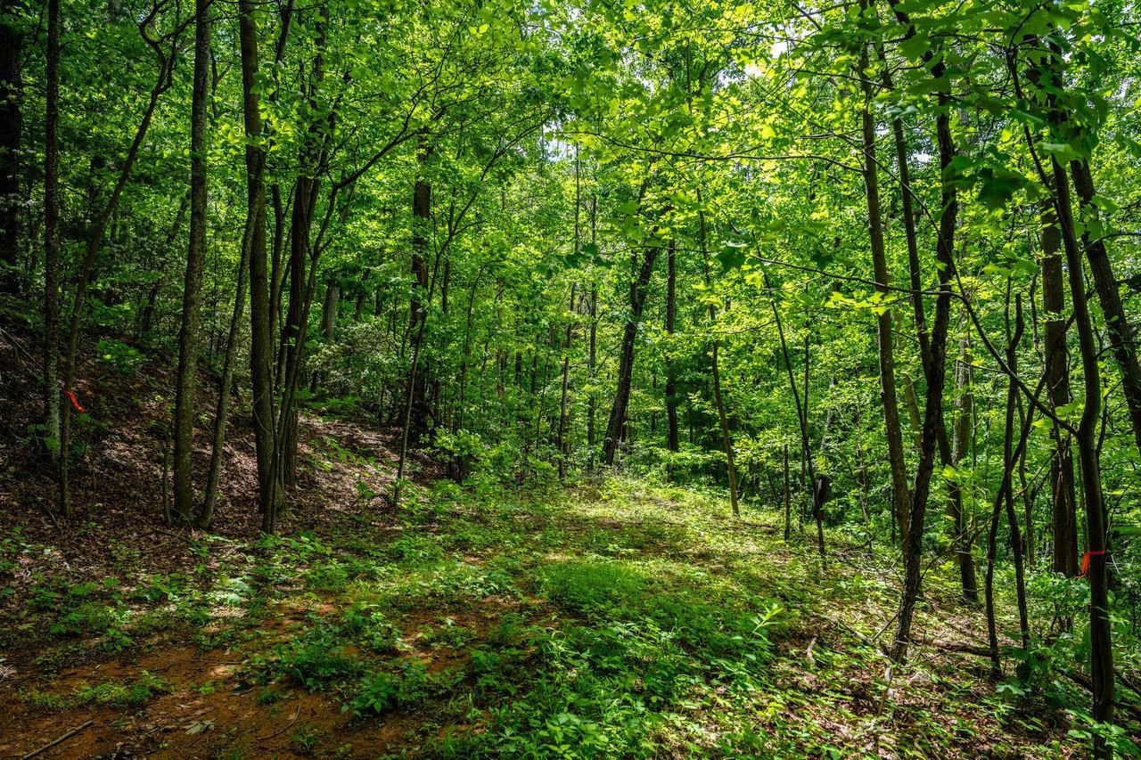 0 HELMS RD, STANLEY, Virginia 22851, ,Land,0 HELMS RD,665000 MLS # 665000