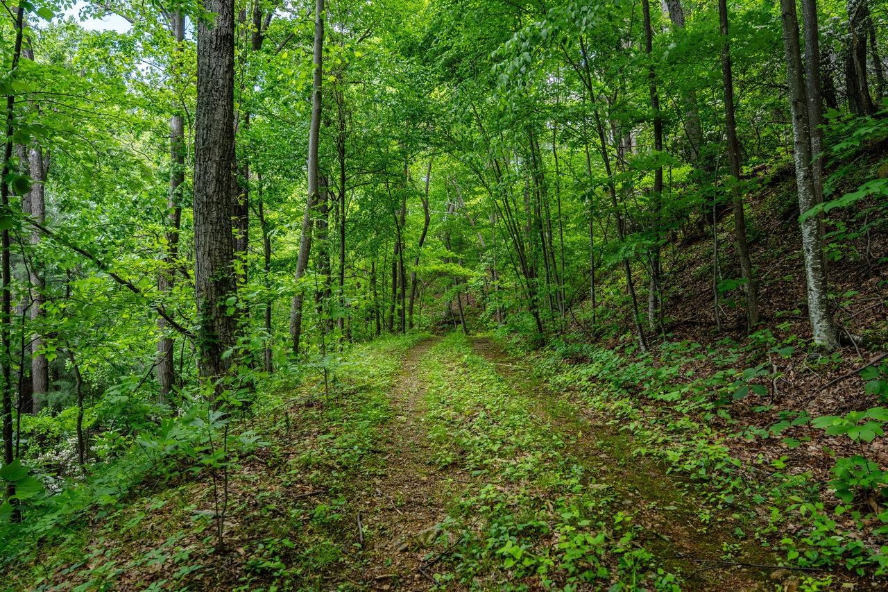 0 HELMS RD, STANLEY, Virginia 22851, ,Land,0 HELMS RD,665000 MLS # 665000