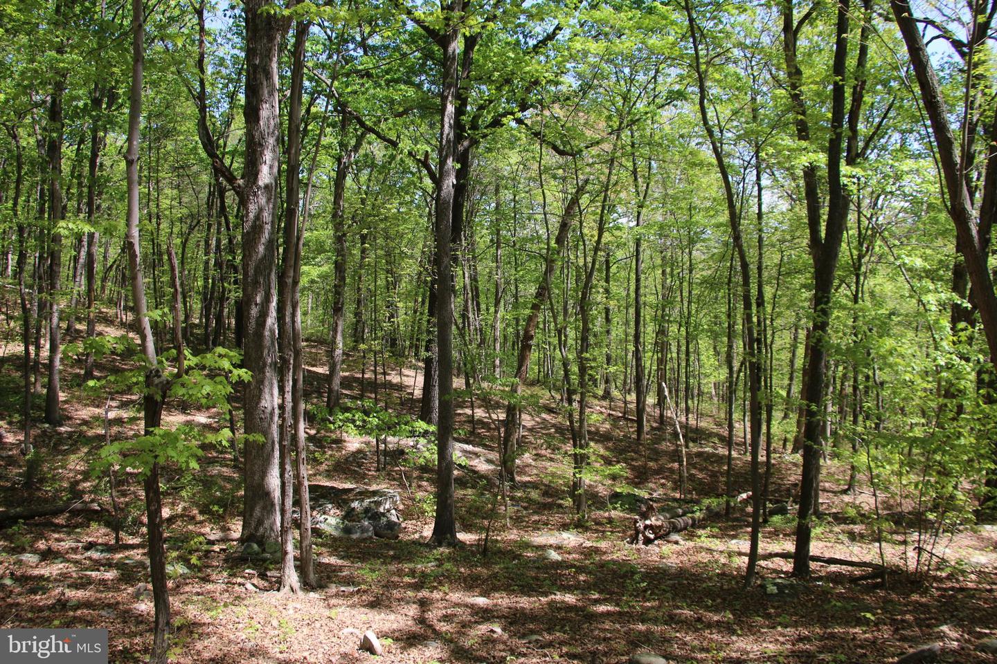 N EGYPT BEND RD, LURAY, Virginia 22835, ,Land,For sale,N EGYPT BEND RD,VAPA2004810 MLS # VAPA2004810