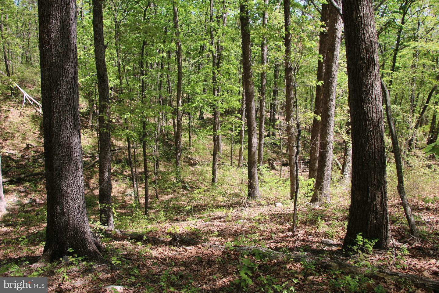 N EGYPT BEND RD, LURAY, Virginia 22835, ,Land,For sale,N EGYPT BEND RD,VAPA2004810 MLS # VAPA2004810