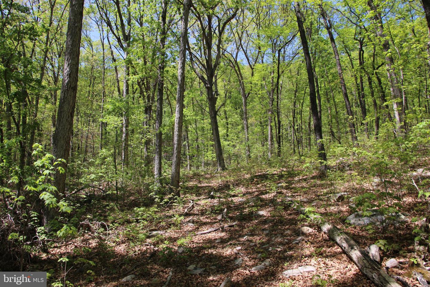 N EGYPT BEND RD, LURAY, Virginia 22835, ,Land,For sale,N EGYPT BEND RD,VAPA2004810 MLS # VAPA2004810