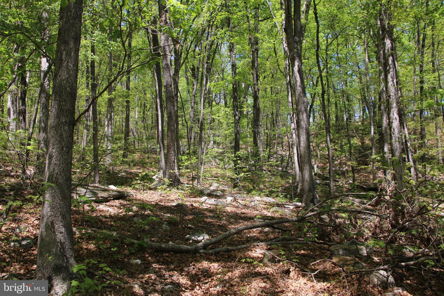 N EGYPT BEND RD, LURAY, Virginia 22835, ,Land,For sale,N EGYPT BEND RD,VAPA2004810 MLS # VAPA2004810