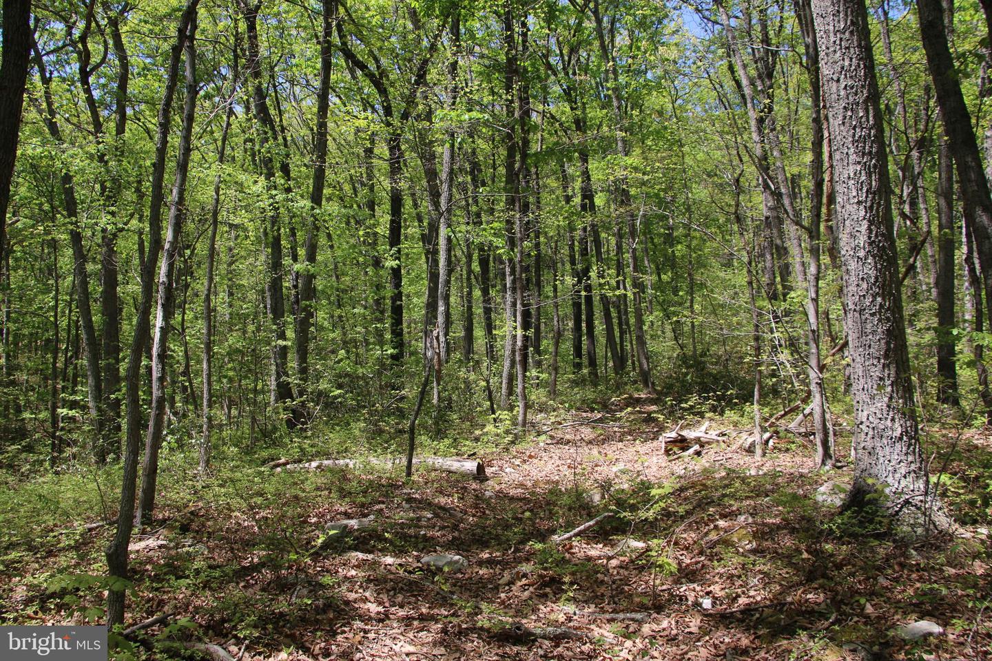 N EGYPT BEND RD, LURAY, Virginia 22835, ,Land,For sale,N EGYPT BEND RD,VAPA2004810 MLS # VAPA2004810