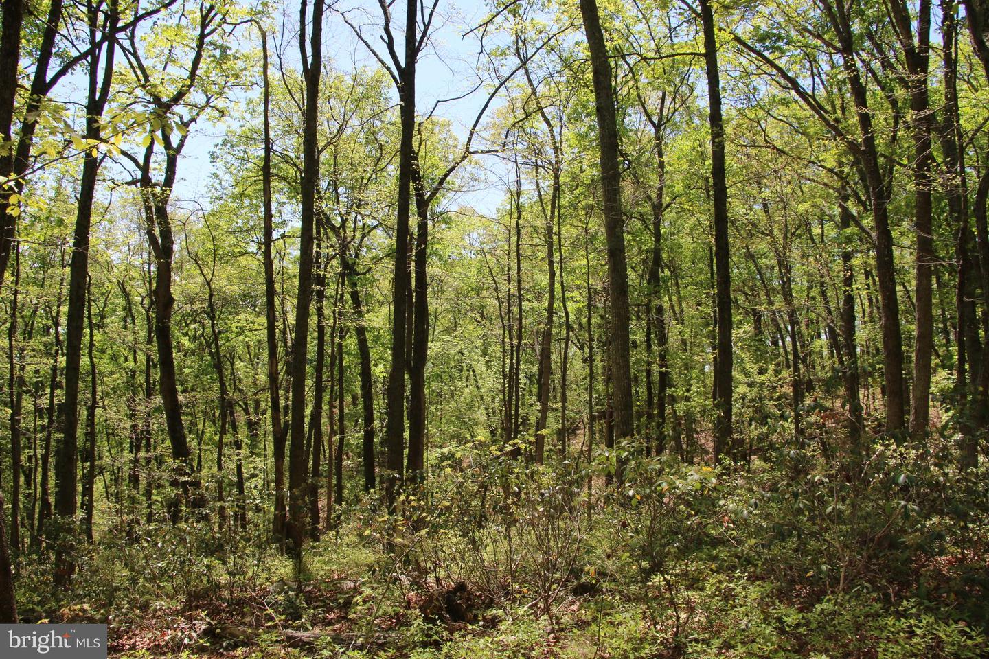 N EGYPT BEND RD, LURAY, Virginia 22835, ,Land,For sale,N EGYPT BEND RD,VAPA2004810 MLS # VAPA2004810