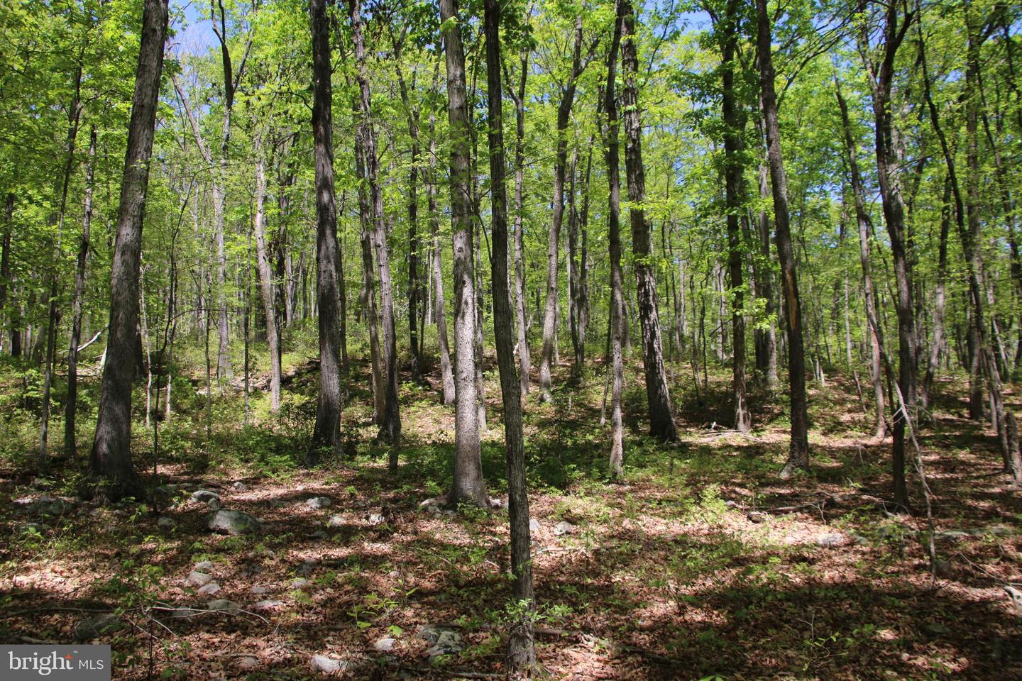N EGYPT BEND RD, LURAY, Virginia 22835, ,Land,For sale,N EGYPT BEND RD,VAPA2004810 MLS # VAPA2004810