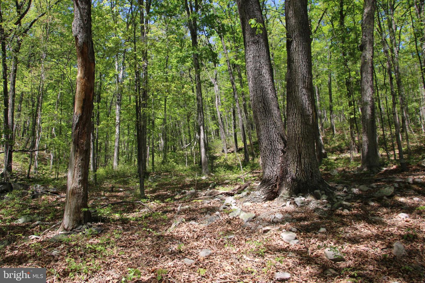 N EGYPT BEND RD, LURAY, Virginia 22835, ,Land,For sale,N EGYPT BEND RD,VAPA2004810 MLS # VAPA2004810