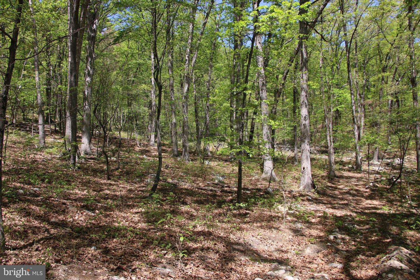 N EGYPT BEND RD, LURAY, Virginia 22835, ,Land,For sale,N EGYPT BEND RD,VAPA2004810 MLS # VAPA2004810