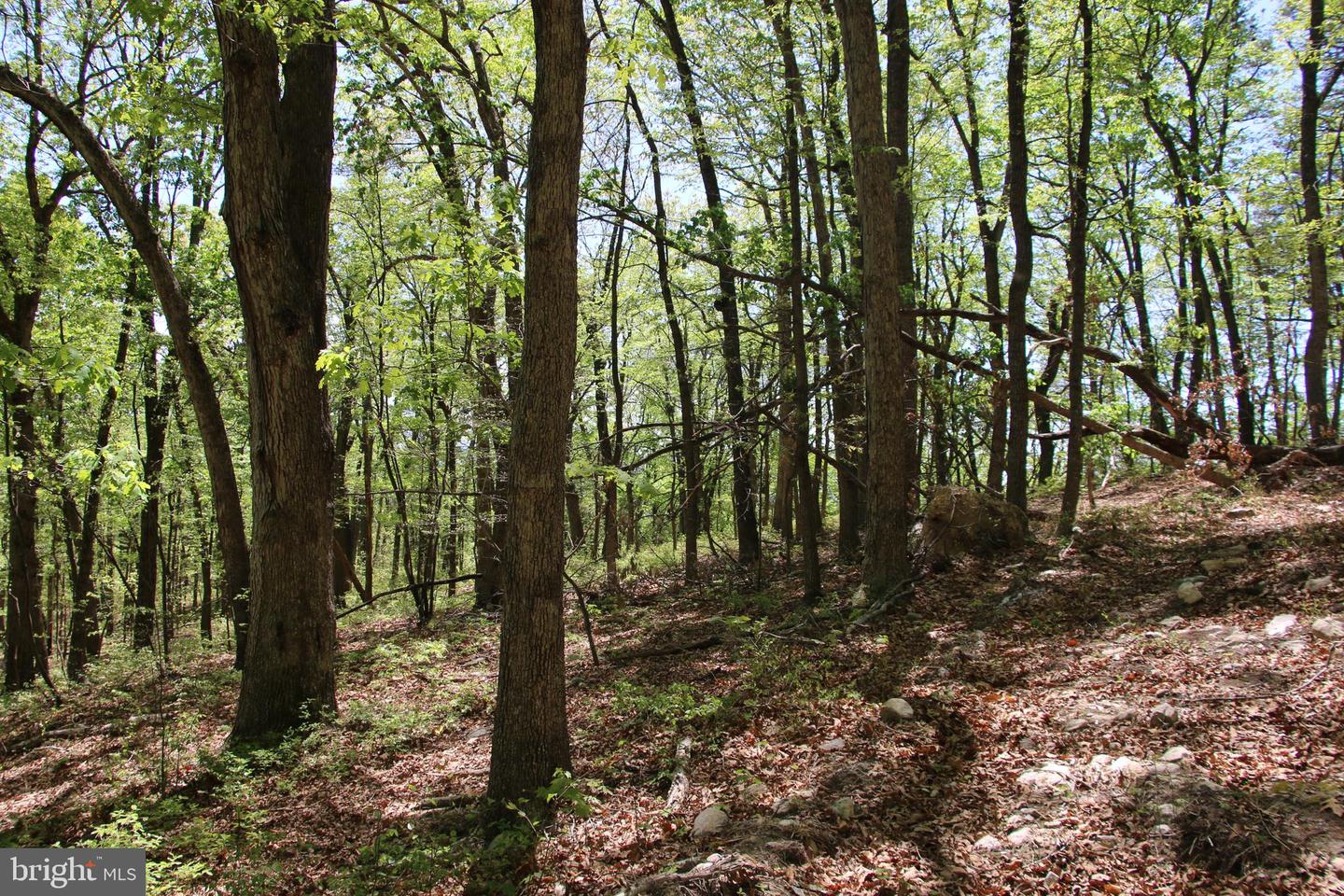 N EGYPT BEND RD, LURAY, Virginia 22835, ,Land,For sale,N EGYPT BEND RD,VAPA2004810 MLS # VAPA2004810