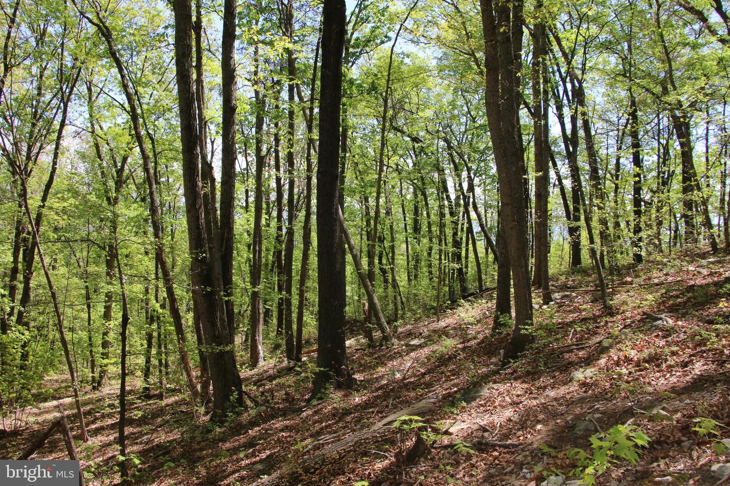 N EGYPT BEND RD, LURAY, Virginia 22835, ,Land,For sale,N EGYPT BEND RD,VAPA2004810 MLS # VAPA2004810