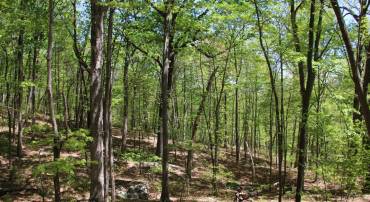 N EGYPT BEND RD, LURAY, Virginia 22835, ,Land,For sale,N EGYPT BEND RD,VAPA2004810 MLS # VAPA2004810