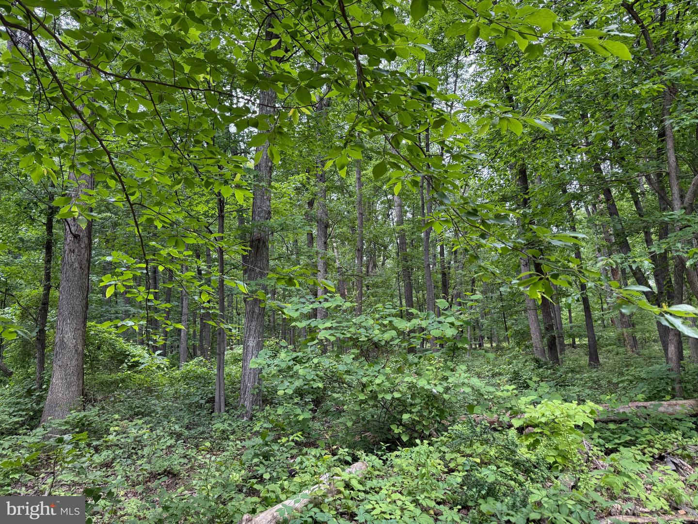 LOT 12 RACCOON DRIVE, WINCHESTER, Virginia 22602, ,Land,For sale,LOT 12 RACCOON DRIVE,VAFV2034450 MLS # VAFV2034450