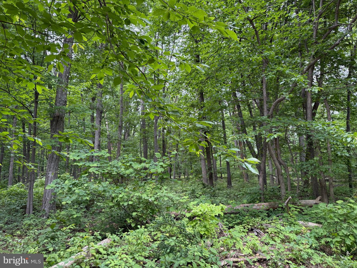 LOT 12 RACCOON DRIVE, WINCHESTER, Virginia 22602, ,Land,For sale,LOT 12 RACCOON DRIVE,VAFV2034450 MLS # VAFV2034450