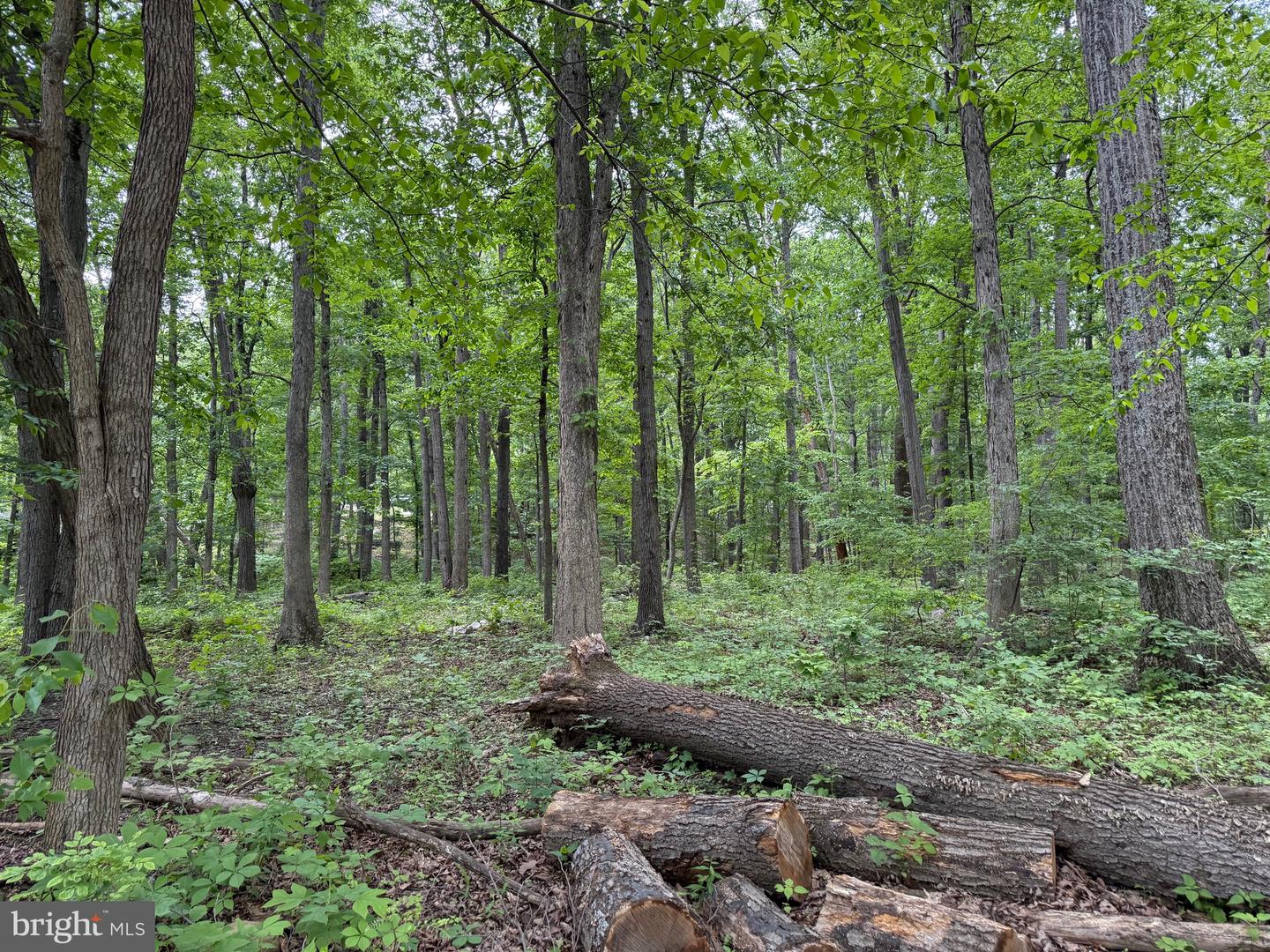 LOT 12 RACCOON DRIVE, WINCHESTER, Virginia 22602, ,Land,For sale,LOT 12 RACCOON DRIVE,VAFV2034450 MLS # VAFV2034450