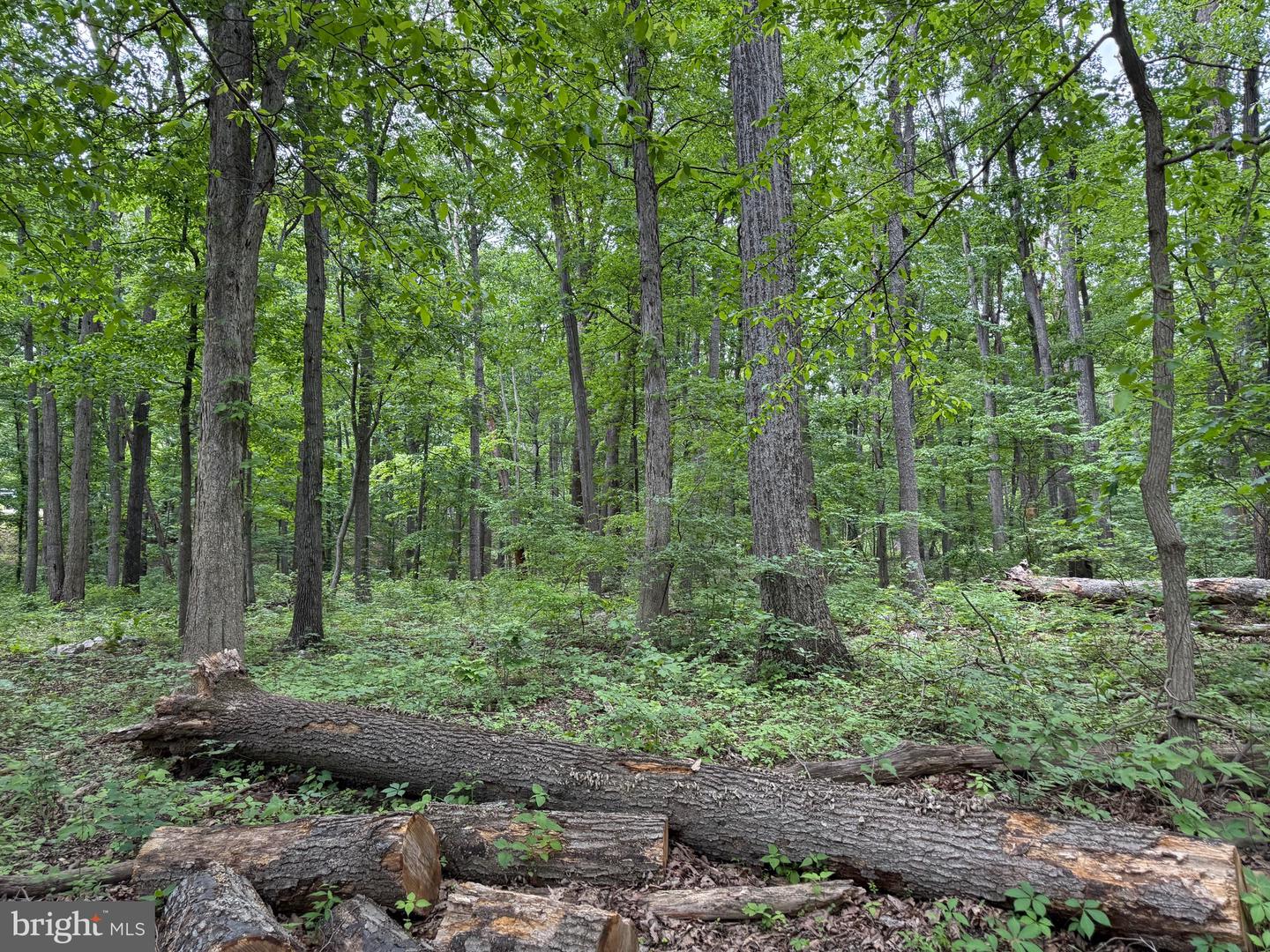 LOT 12 RACCOON DRIVE, WINCHESTER, Virginia 22602, ,Land,For sale,LOT 12 RACCOON DRIVE,VAFV2034450 MLS # VAFV2034450
