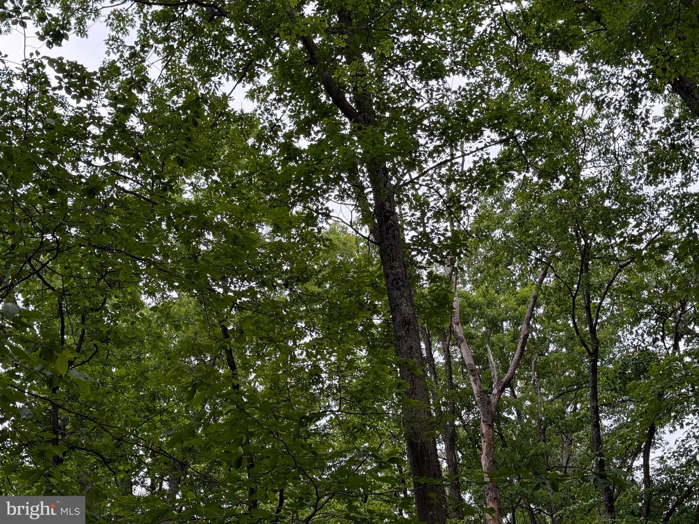 LOT 12 RACCOON DRIVE, WINCHESTER, Virginia 22602, ,Land,For sale,LOT 12 RACCOON DRIVE,VAFV2034450 MLS # VAFV2034450