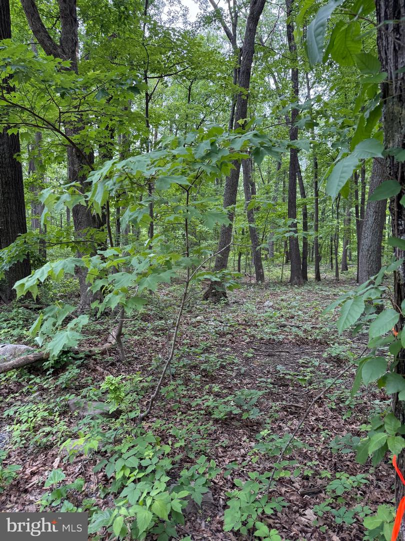 LOT 12 RACCOON DRIVE, WINCHESTER, Virginia 22602, ,Land,For sale,LOT 12 RACCOON DRIVE,VAFV2034450 MLS # VAFV2034450