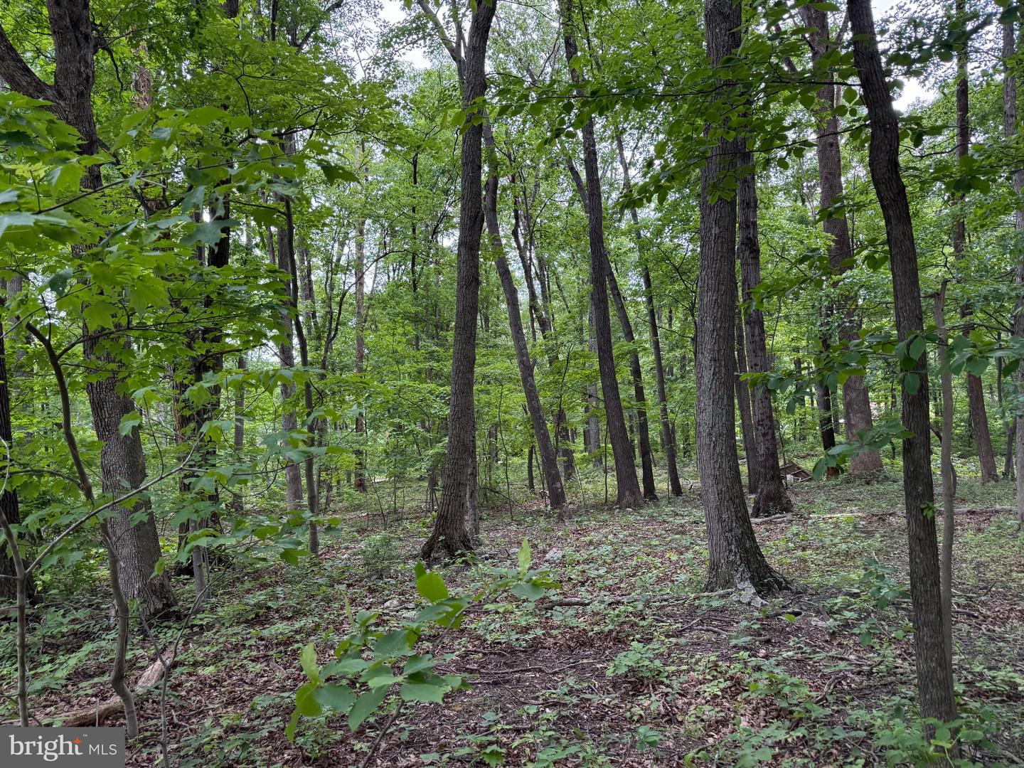LOT 12 RACCOON DRIVE, WINCHESTER, Virginia 22602, ,Land,For sale,LOT 12 RACCOON DRIVE,VAFV2034450 MLS # VAFV2034450