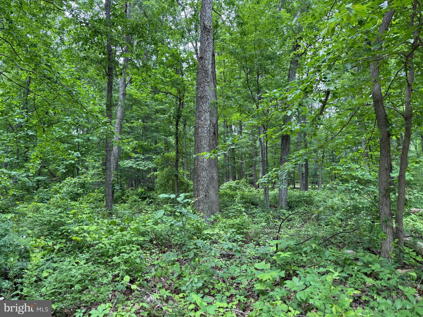 LOT 12 RACCOON DRIVE, WINCHESTER, Virginia 22602, ,Land,For sale,LOT 12 RACCOON DRIVE,VAFV2034450 MLS # VAFV2034450