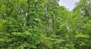 CATLETT SCHOOL ROAD, CATLETT, Virginia 20119, ,Land,For sale,CATLETT SCHOOL ROAD,VAFQ2016684 MLS # VAFQ2016684