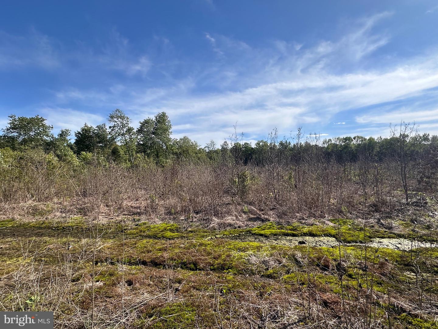 0 MT HOLLY RD, MONTROSS, Virginia 22520, ,Farm,For sale,0 MT HOLLY RD,VAWE2008956 MLS # VAWE2008956