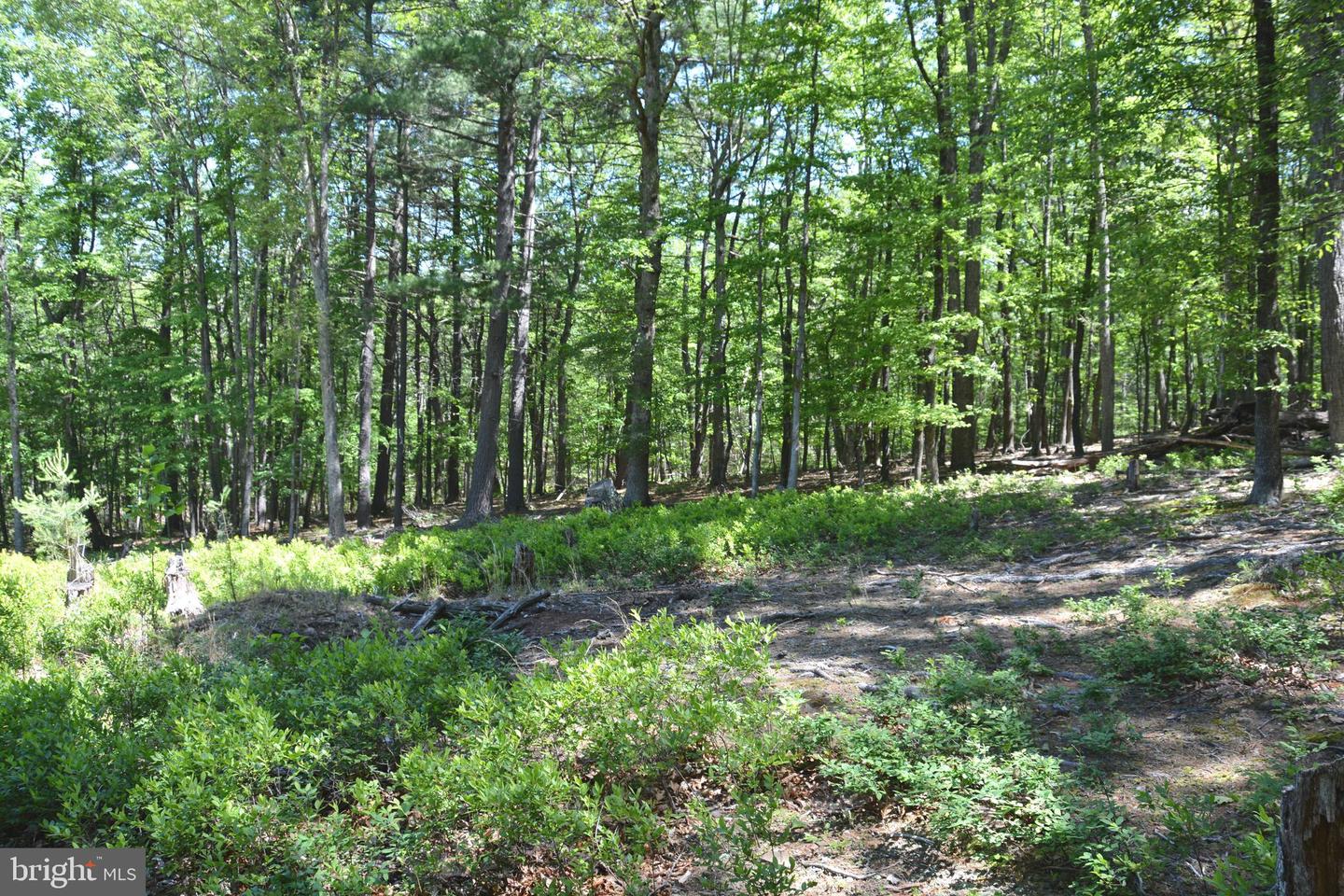 FILES CHAPEL DR, WINCHESTER, Virginia 22603, ,Land,For sale,FILES CHAPEL DR,VAFV2034474 MLS # VAFV2034474