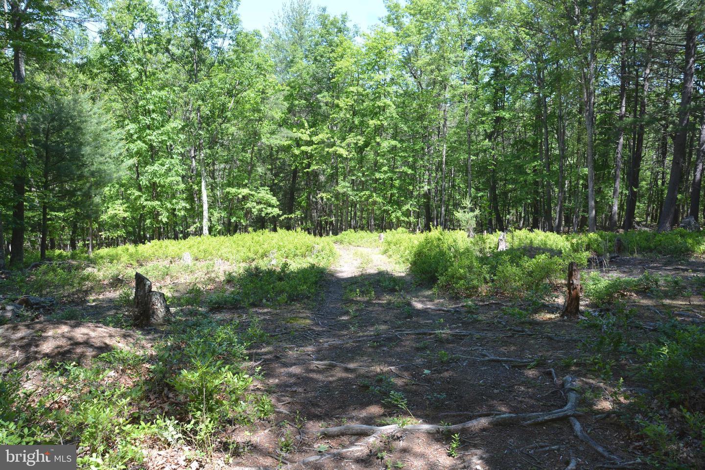 FILES CHAPEL DR, WINCHESTER, Virginia 22603, ,Land,For sale,FILES CHAPEL DR,VAFV2034474 MLS # VAFV2034474