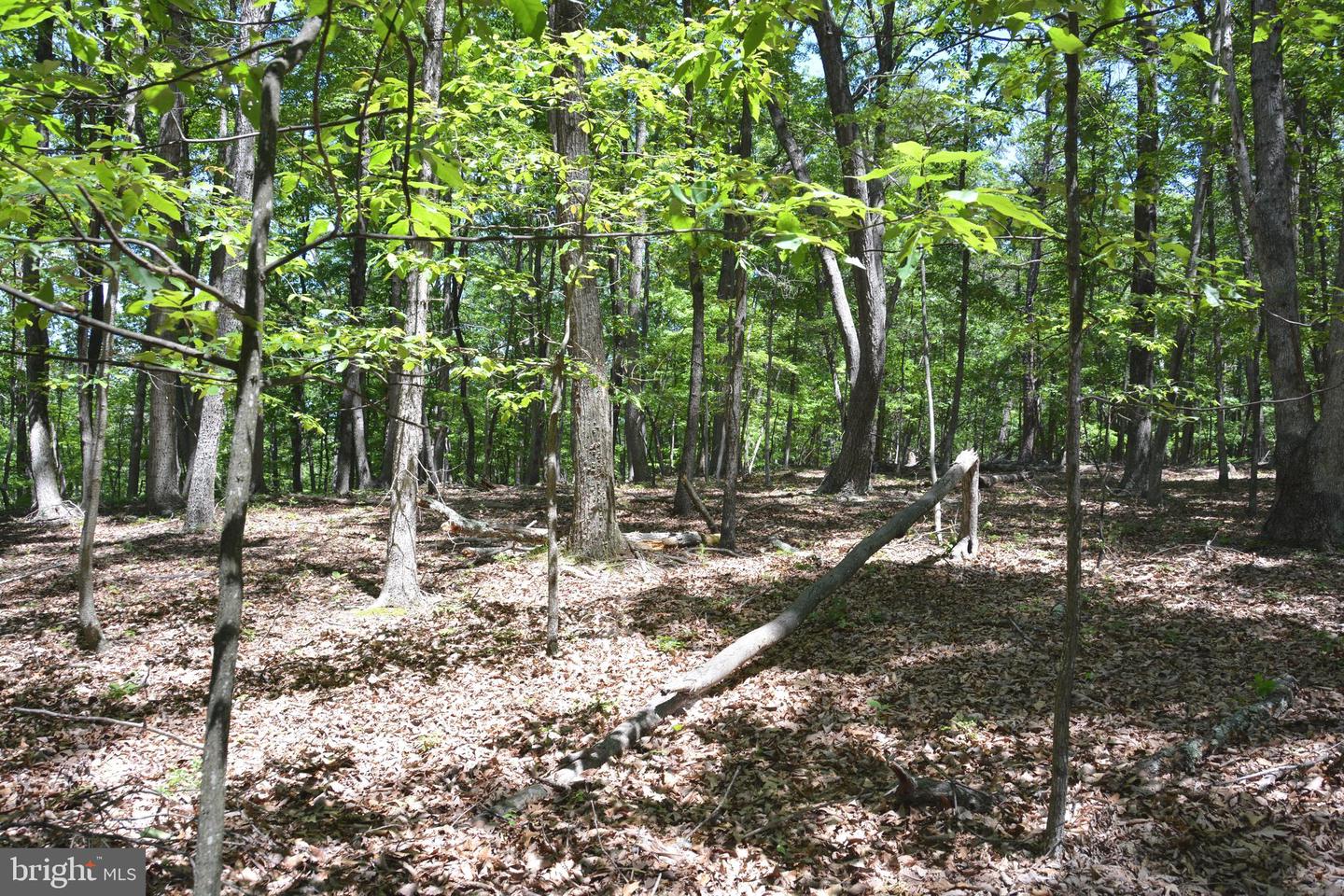 FILES CHAPEL DR, WINCHESTER, Virginia 22603, ,Land,For sale,FILES CHAPEL DR,VAFV2034474 MLS # VAFV2034474