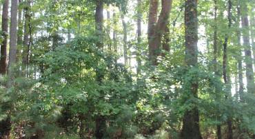 146 CAPTAINS CORR, GREENBACKVILLE, Virginia 23356, ,Land,For sale,146 CAPTAINS CORR,VAAC2001902 MLS # VAAC2001902