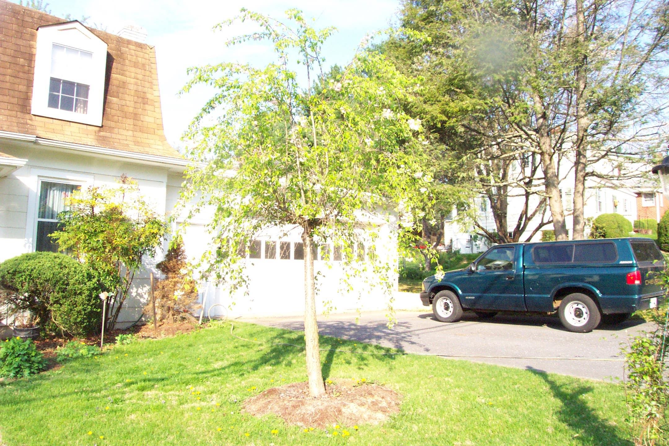 When cherry tree was first planted.